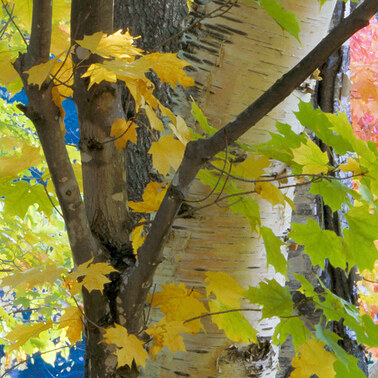 002 maples and birches white mountains new hampshire.345.detail