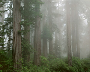 003 redwoods del norte coast california.601.lightbox