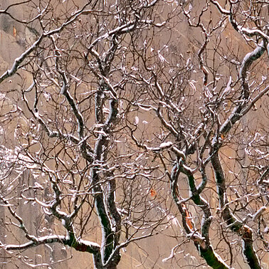 005 black oaks winter yosemite california.603.detail