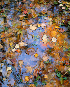 007 autumn leaves acadia national park maine.605.lightbox