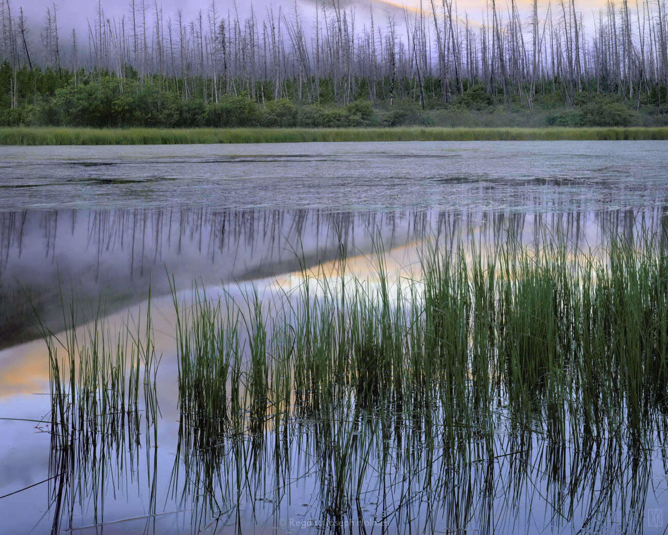 Dawn mist, British Columbia - Main Exhibit - Gallery - Joseph Holmes