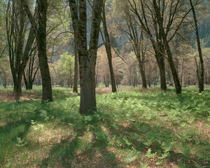 034 black oaks spring yosemite california.12.lightbox