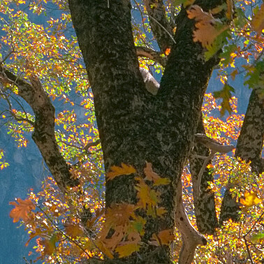 052 black oaks autumn yosemite california.564.detail