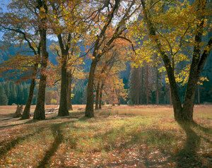 052 black oaks autumn yosemite california.564.lightbox