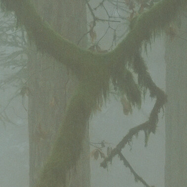 057 redwoods in fog 3 redwood national park california.568.detail