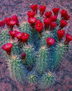 089 claretcup cactus escalante utah.519.lightbox