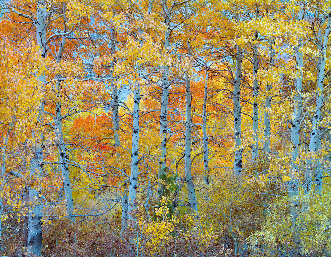 Aspens on Rush Creek, Mono County, California - Main Exhibit - Gallery ...