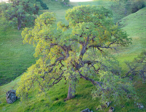 169 coast live oak at dawn fresno county california.477.lightbox