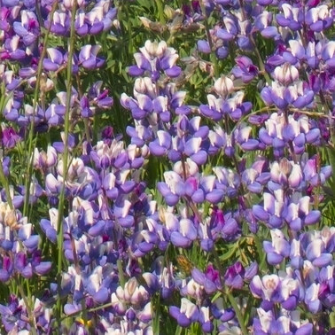 171 lupines monterey county california.469.detail