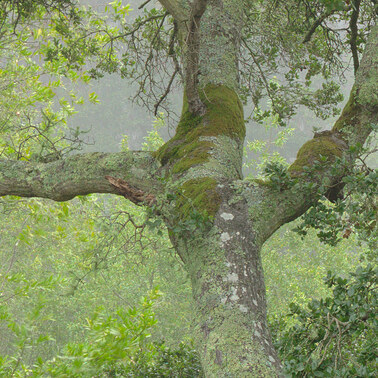 176 oaks in spring berkeley hills california.329.detail