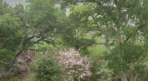 176 oaks in spring berkeley hills california.329.lightbox
