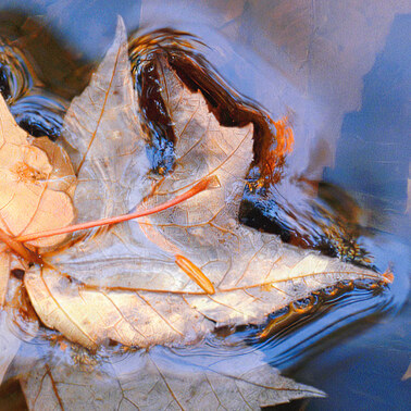 183 autumn leaves acadia national park maine horizontal.463.detail