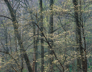 190 dogwood great smoky mountains tennessee.455.lightbox