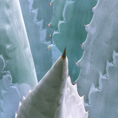 212 agave contra costa county california.636.detail