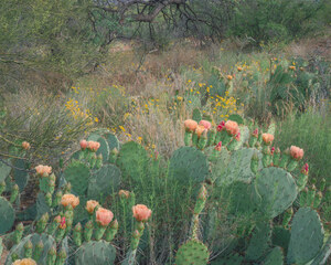 254 prickly pear saguaro national monument arizona.634.lightbox