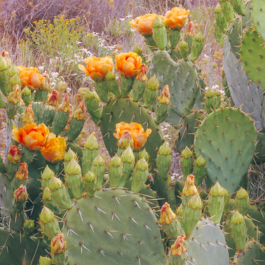 282 cactus garden saguaro national monument arizona.674.detail