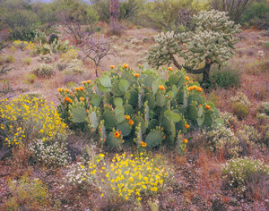 282 cactus garden saguaro national monument arizona.674.lightbox