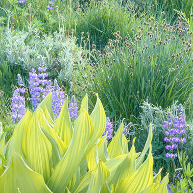 285 corn lily and lupine minarets wilderness california.630.detail
