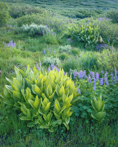 285 corn lily and lupine minarets wilderness california.630.lightbox