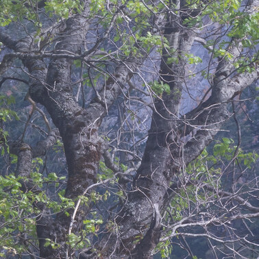 312 black oaks in spring yosemite california.633.detail