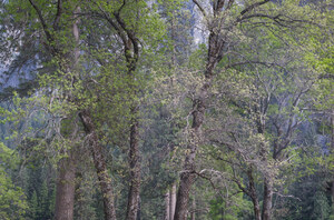 312 black oaks in spring yosemite california.633.lightbox
