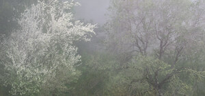 376 vernal fog berkeley hills california.661.lightbox