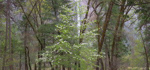 381 dogwood and bridalveil rain yosemite california.440.lightbox