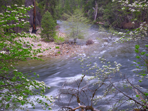 388 river dogwoods yosemite california.367.lightbox