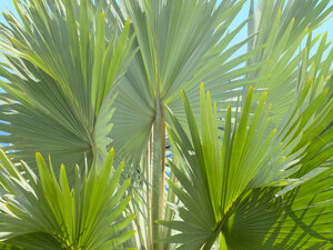 409 bismarck palm maui hawaii.423.lightbox