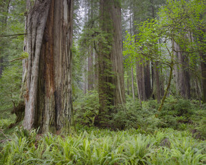 441 redwoods and ferns redwood national park california.681.lightbox