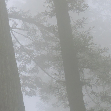 442 redwoods in fog 6 redwood national park california.682.detail