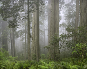 443 redwoods in fog 5 redwood national park california.683.lightbox