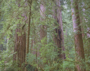 444 redwoods quartet redwood national park california.684.lightbox