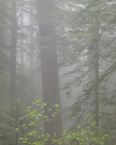 445 alder redwood forest california.685.lightbox