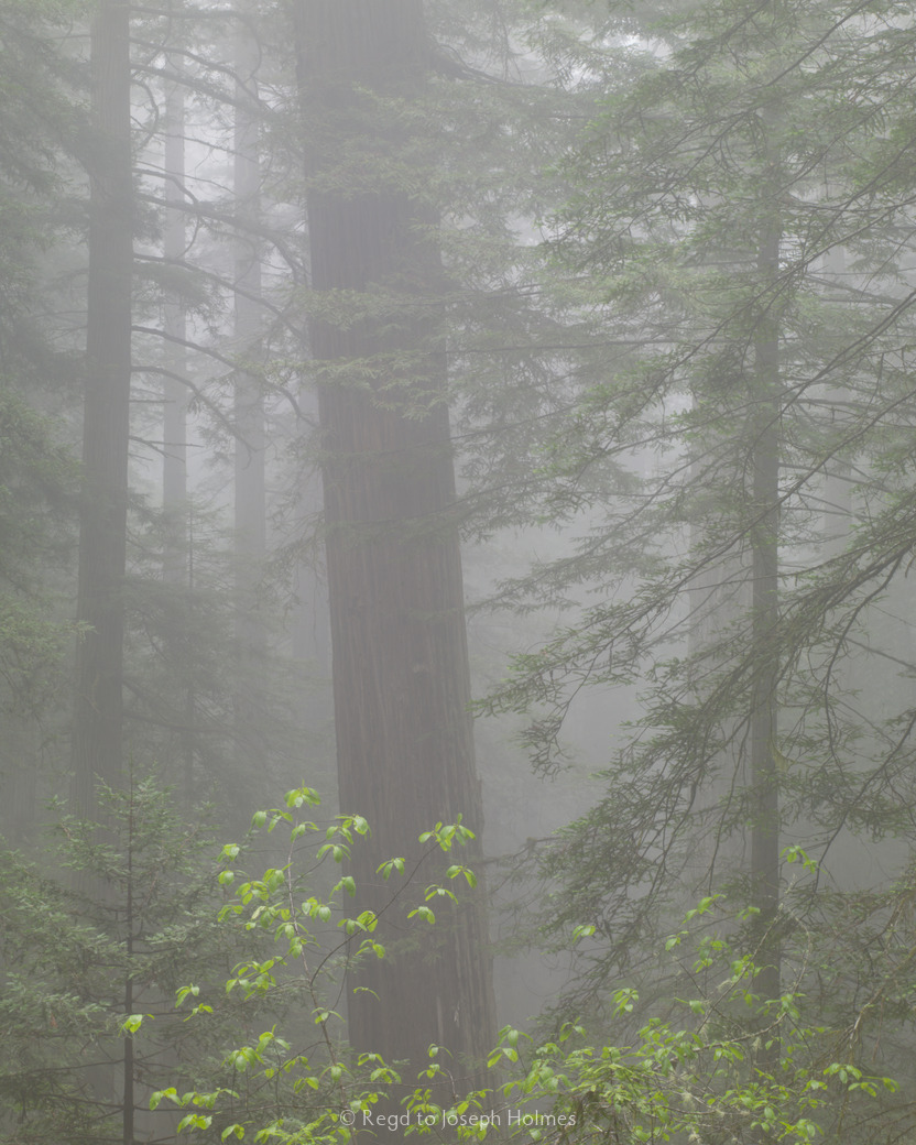 Alder, redwood forest, California - Main Exhibit - Gallery - Joseph Holmes