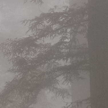 446 redwoods in fog 7 redwood national park california.686.detail