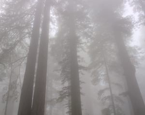 446 redwoods in fog 7 redwood national park california.686.lightbox