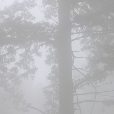 448 redwoods in fog 9 redwood national park california.688.detail
