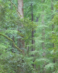 451 forest patterns redwood national park california.691.lightbox