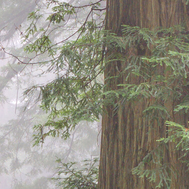 452 hillside giants redwood national park california.692.detail