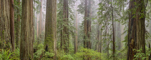452 hillside giants redwood national park california.692.lightbox