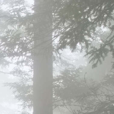 455 redwoods in fog 12 redwood national park california.695.detail
