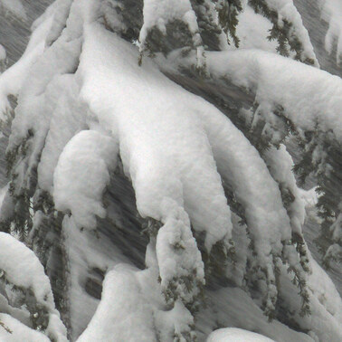 468 mountain hemlocks spring snow washington.706.detail