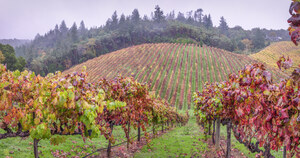 491 vineyard sonoma county california.725.lightbox