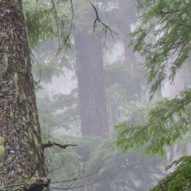 495 forest in fog mount rainier washington.729.detail