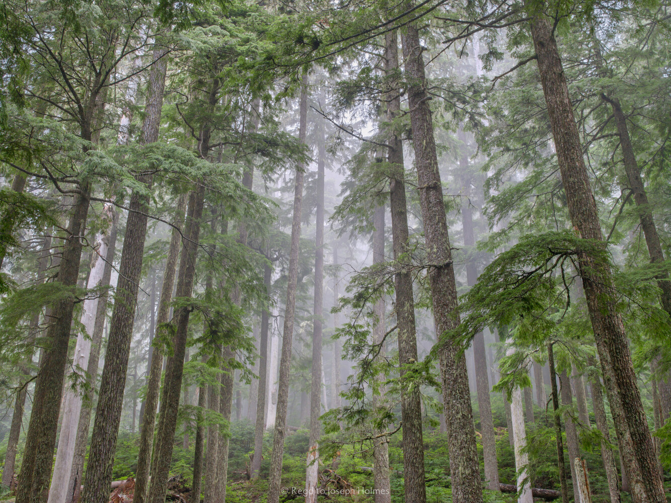 Forest in fog, Mount Rainier, Washington - Recent Additions - Gallery ...